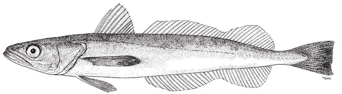 Merluccius hubbsi_2225.jpg